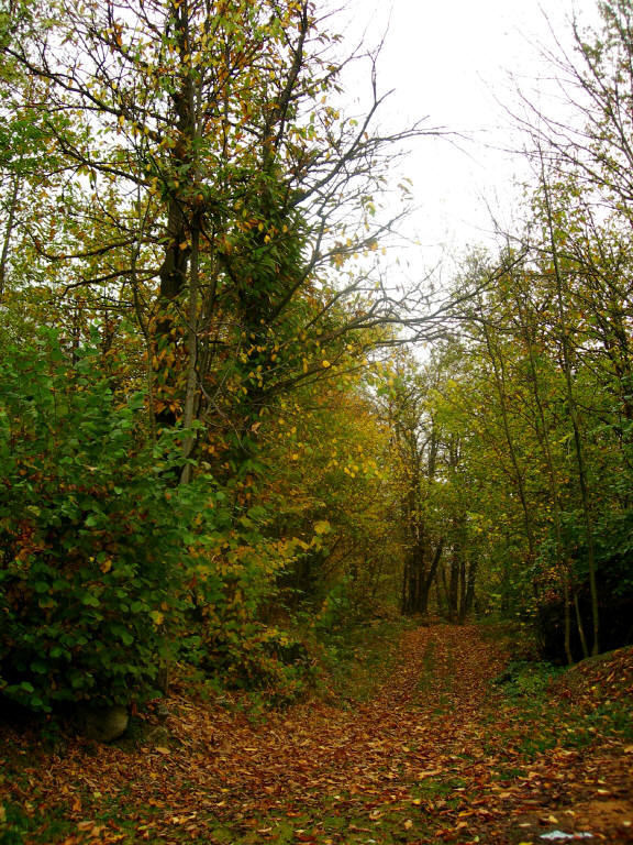 Vieni c'è una strada nel bosco