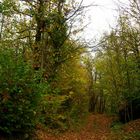 Vieni c'è una strada nel bosco