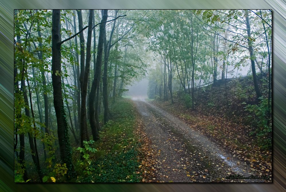 Vieni fuori nel Bosco...........