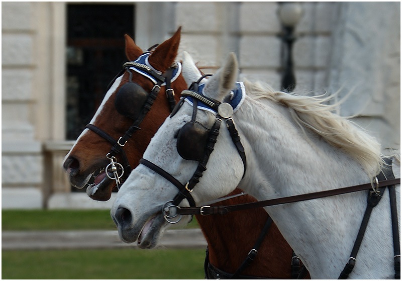 Vienna: Running Horses