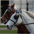 Vienna: Running Horses