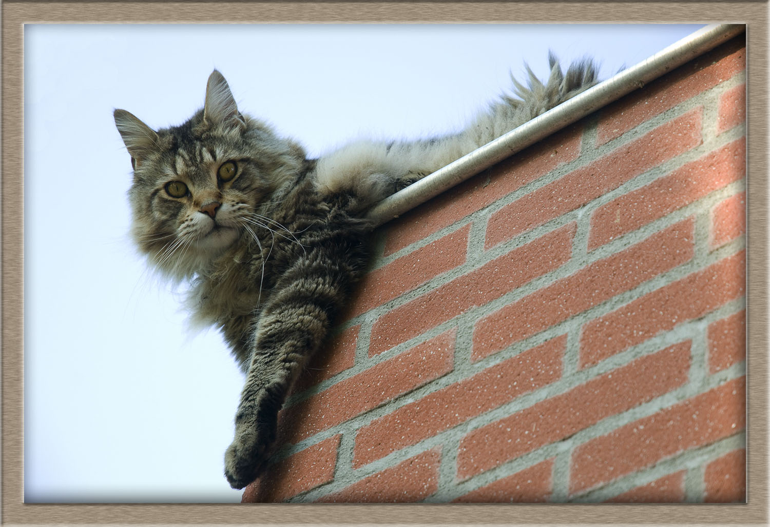 Viens Me Chercher Si Tu L Oses Photo Et Image Animaux Animaux Domestiques Chats Images Fotocommunity