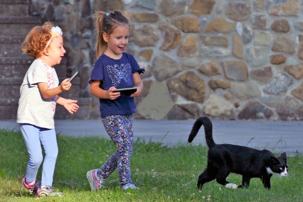 " viens minet, on va te faire une belle photo..."