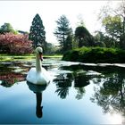 Viens par là mon canard !