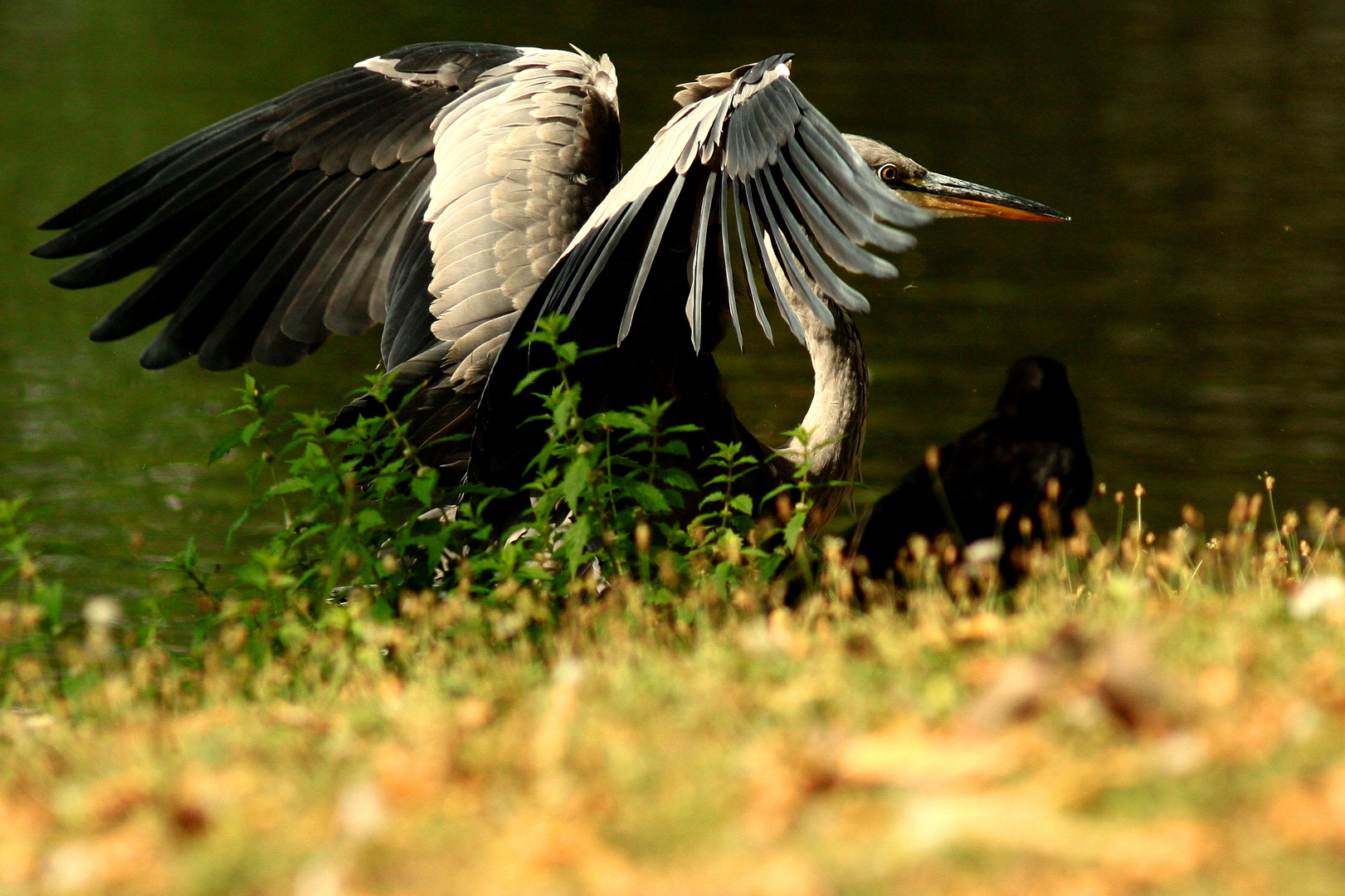 viens sous mes ailes