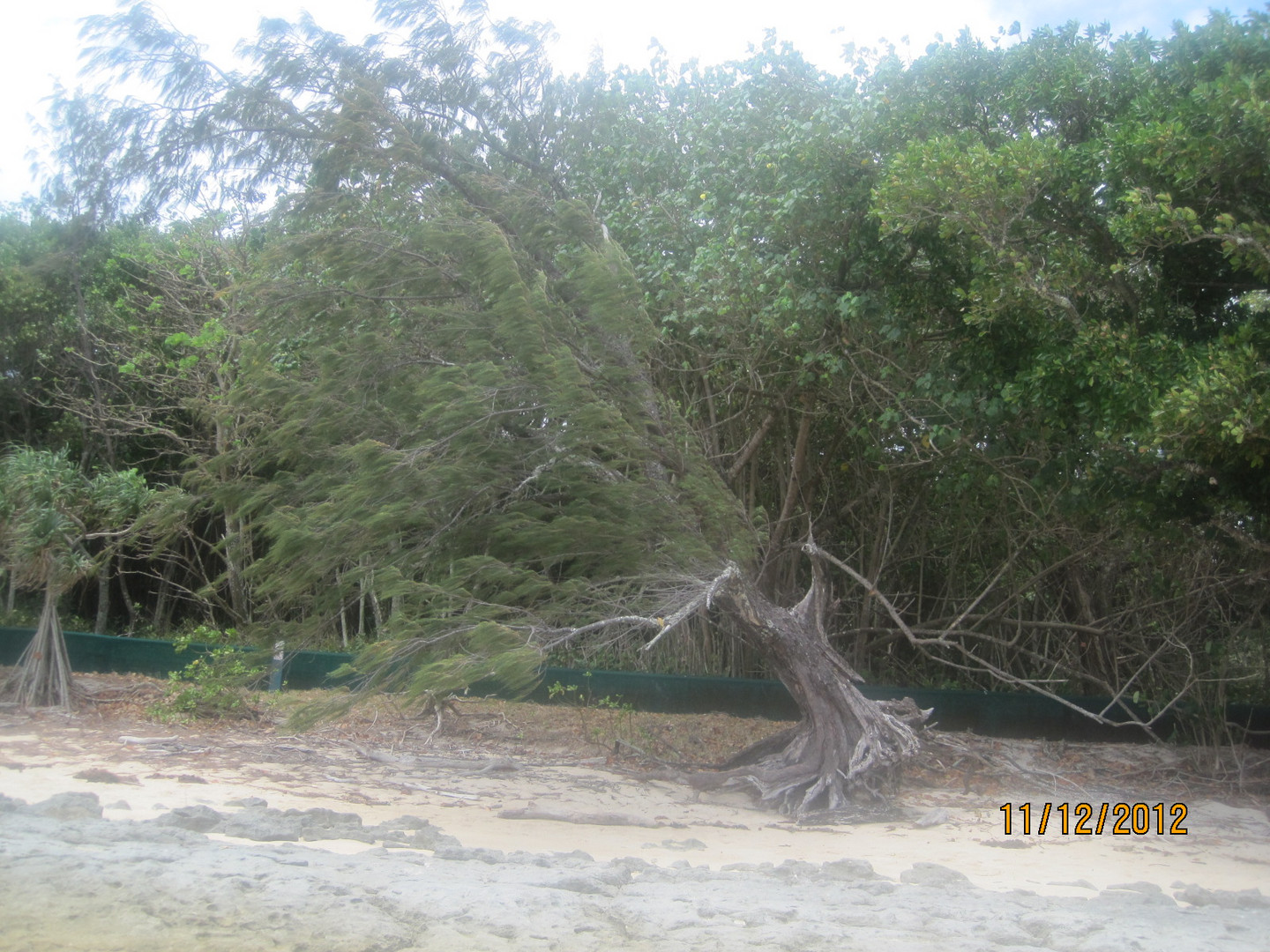 Viento