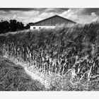 viento en el campo de maís