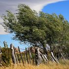 Viento Patagónico