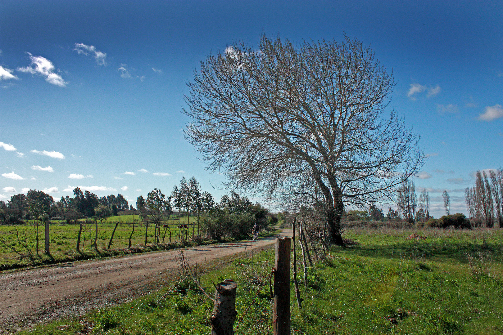 Viento sur