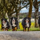 Vier auf dem Weg zum Frühling