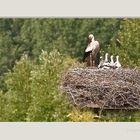 Vier auf einen Streich