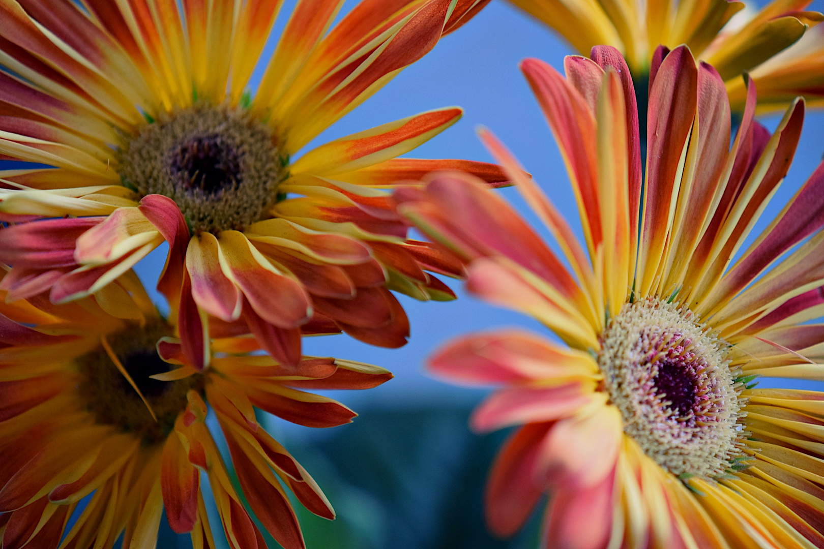 Vier aufrechte Gerbera im Topf ...