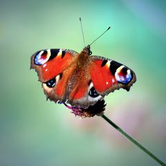 Vier Augen