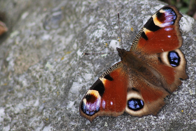 Vier Augen