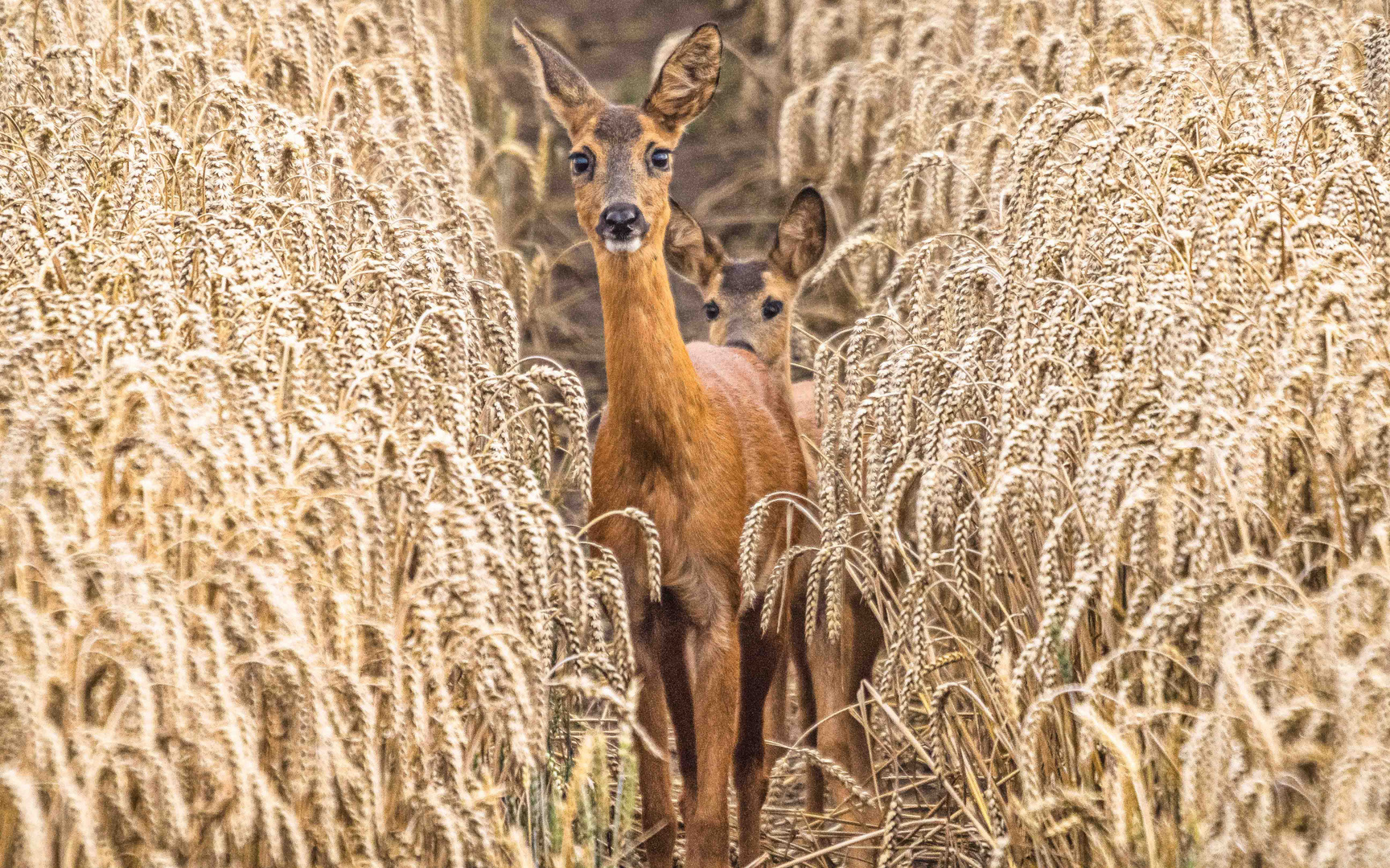 Vier Augen im Weizenfeld