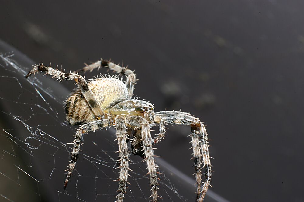 Vier Augen sehen mehr