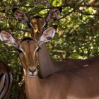 Vier Augen sehen mehr