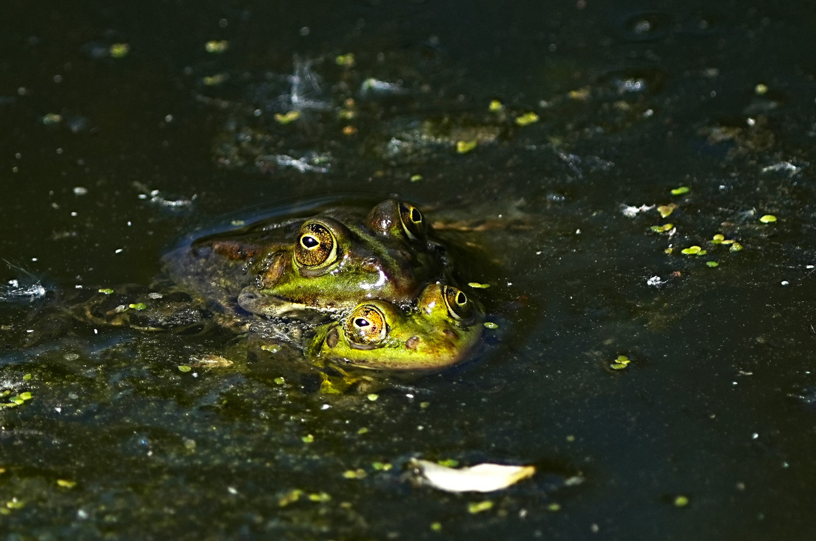 Vier Augen sehen mehr als zwei...