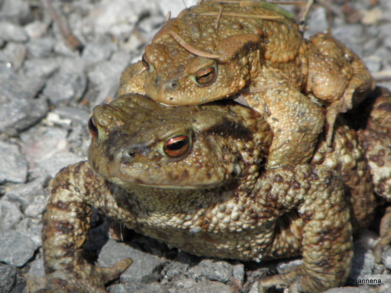 Vier Augen sehen mehr als zwei... ;-))