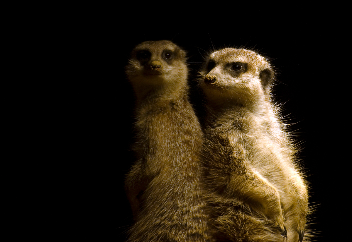 Vier Augen sehen mehr als zwei