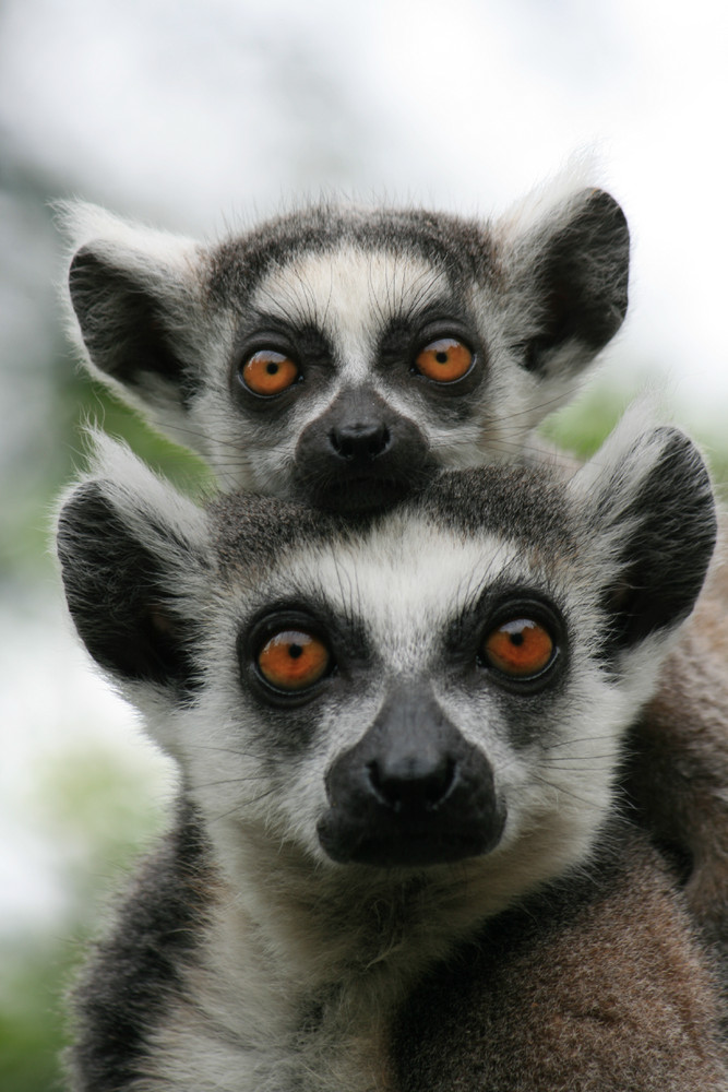 vier Augen sehen mehr als zwei