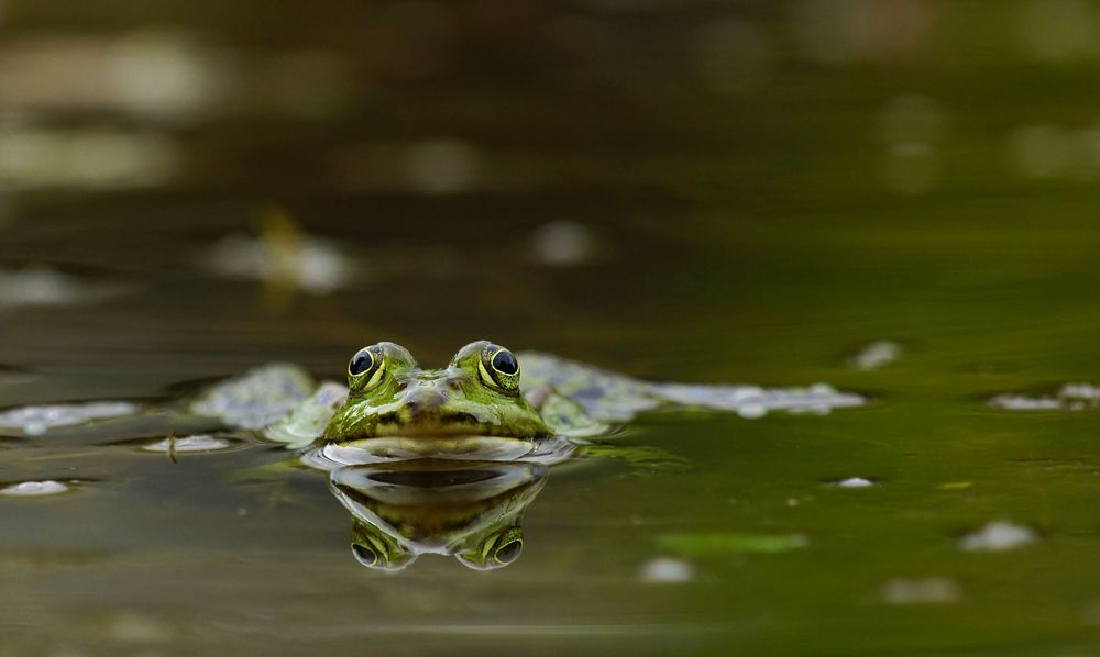 Vier Augen sehen mehr als zwei!