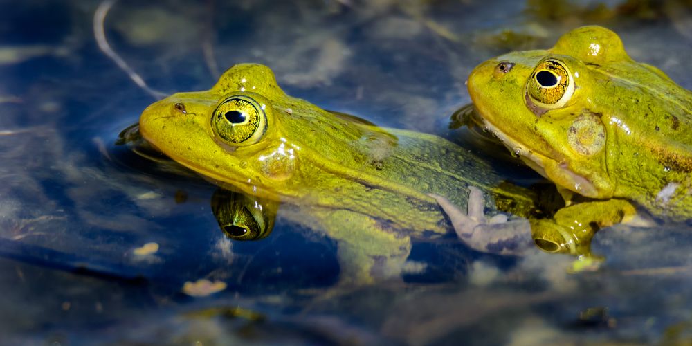 Vier Augen zum Spiegeltag