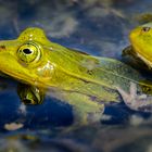 Vier Augen zum Spiegeltag