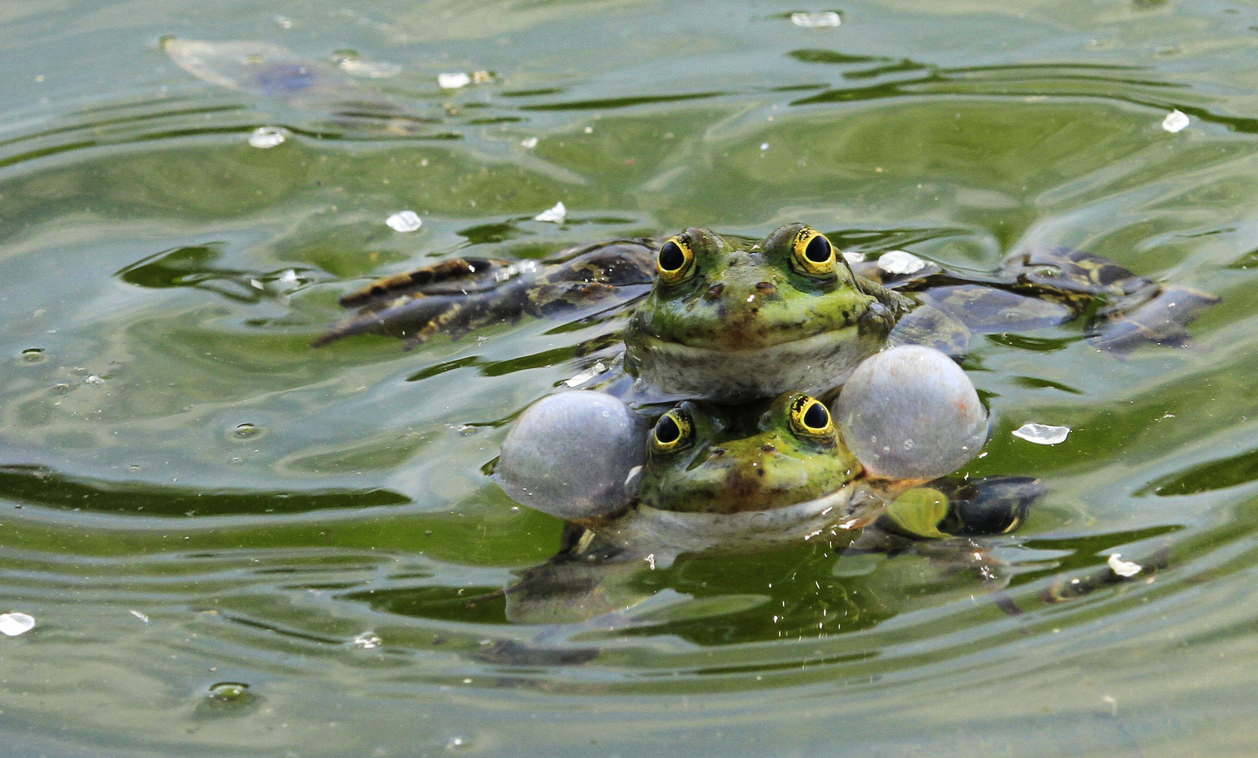 vier Augen, zwei Schallblasen