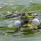 vier Augen, zwei Schallblasen