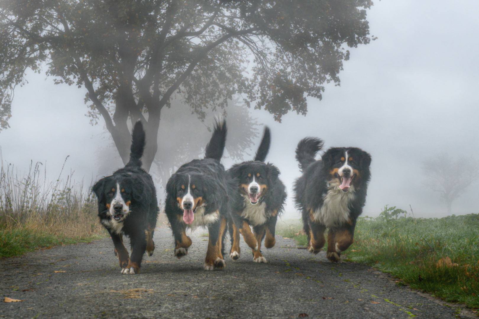 Vier aus dem Nebel