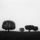 Vier Bäume
