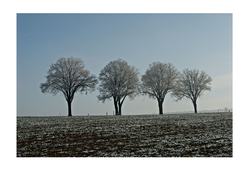 Vier Bäume im Winter