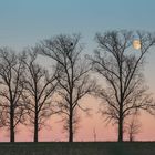 Vier Bäume und der Mond