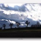 Vier Bäume unter dem Wolkenhimmel 