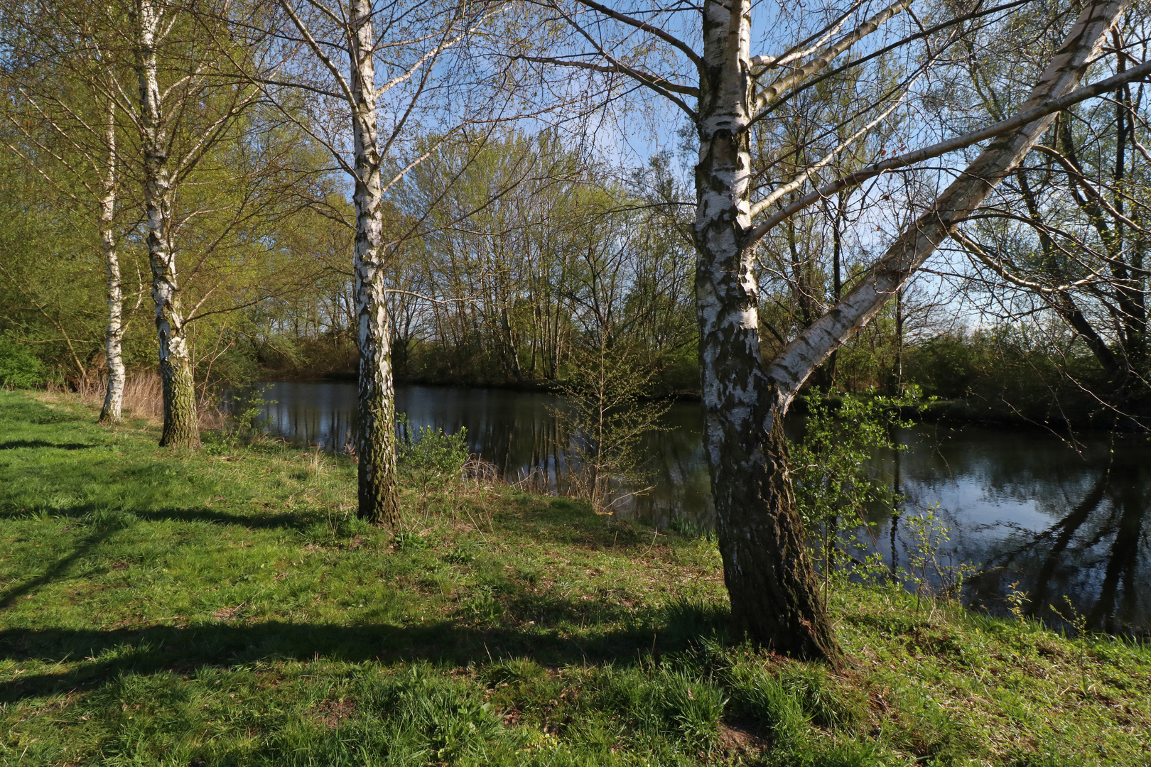 Vier Birken am Flussufer