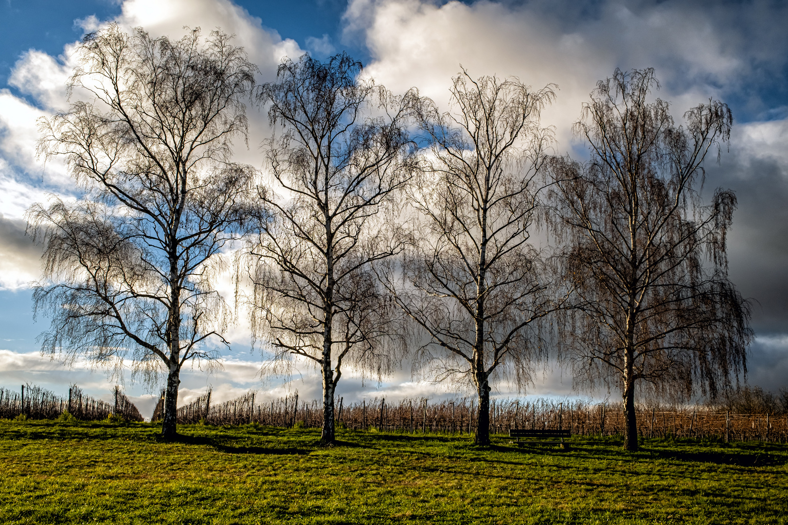 Vier Birken im Herbst