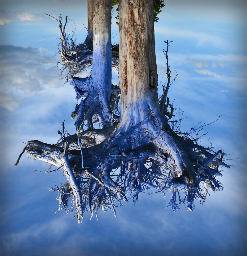 "Vier Blaue Bäume"