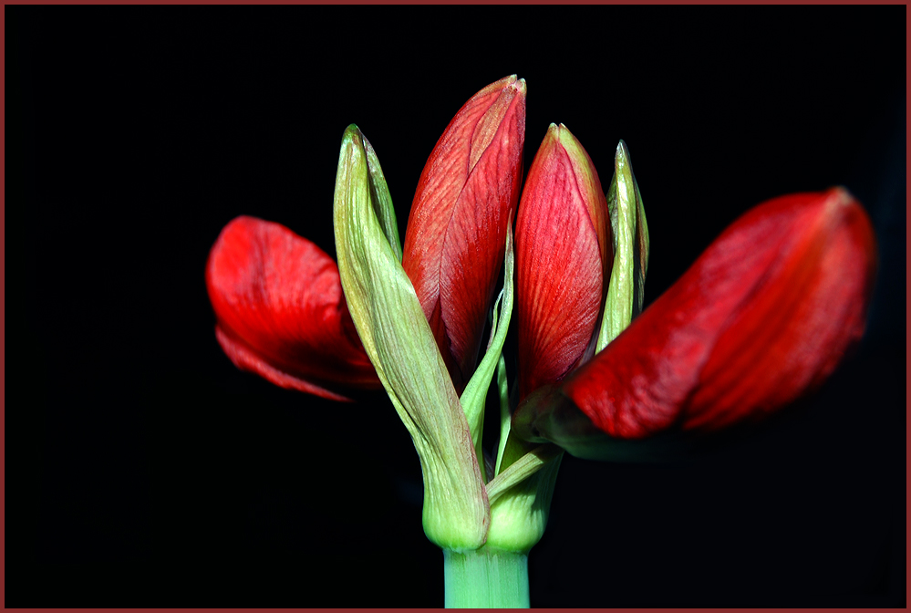 vier Blüten