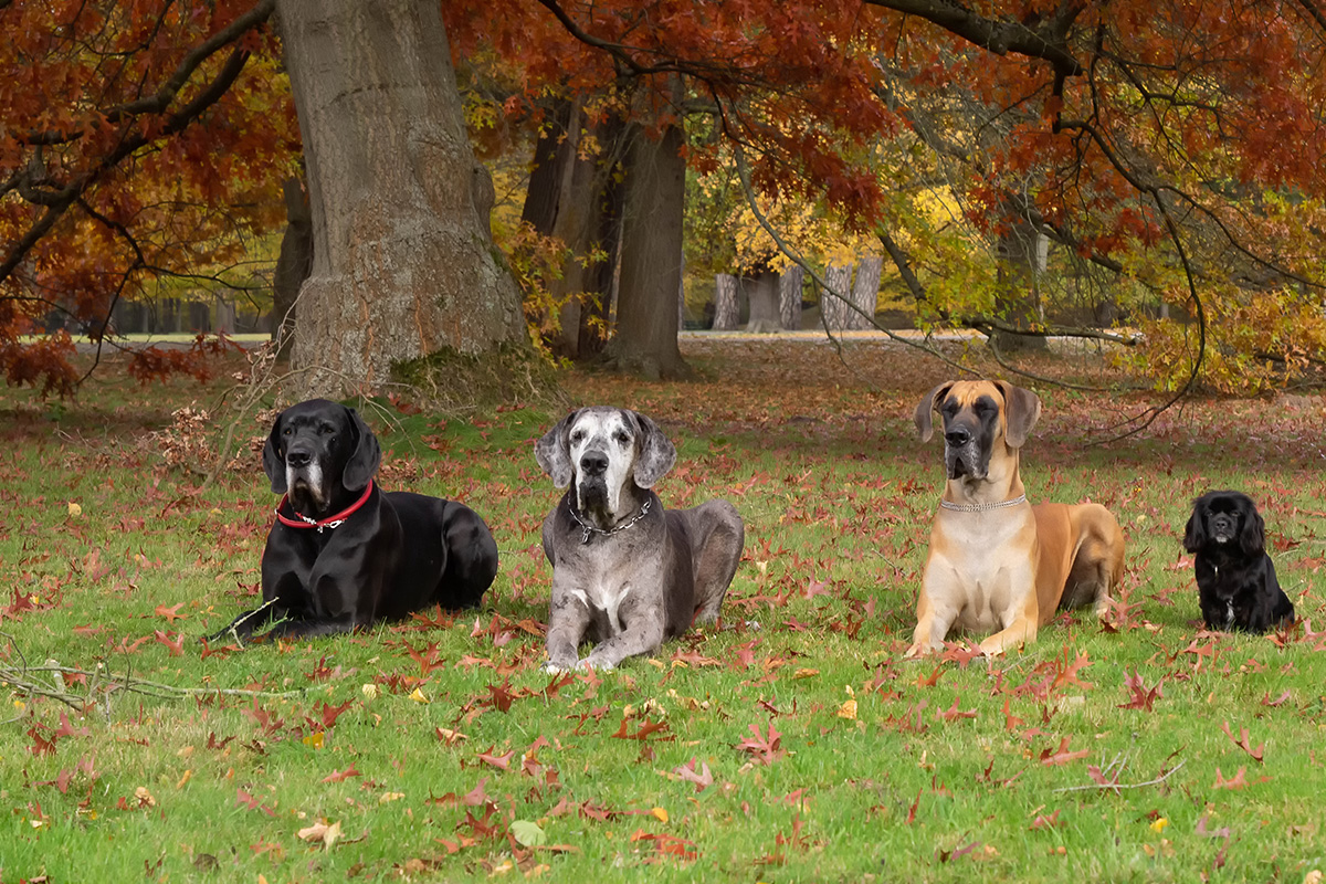 Vier Doggen im Park