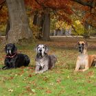 Vier Doggen im Park