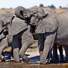 Vier Elefanten