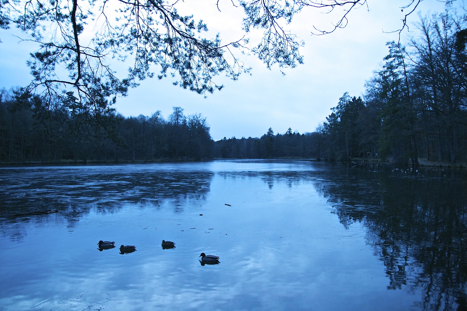 Vier Entchen auf dem See