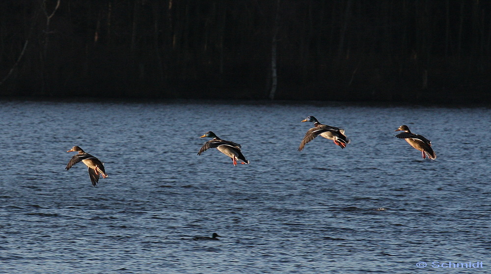 Vier Enten im Anflug