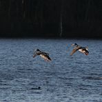 Vier Enten im Anflug