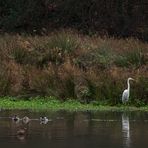 Vier Enten und ein Reiher