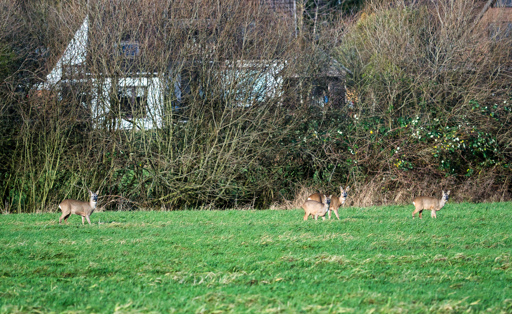 vier ertappte Rehe