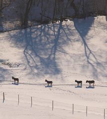 Vier Esel im Schnee ;-)