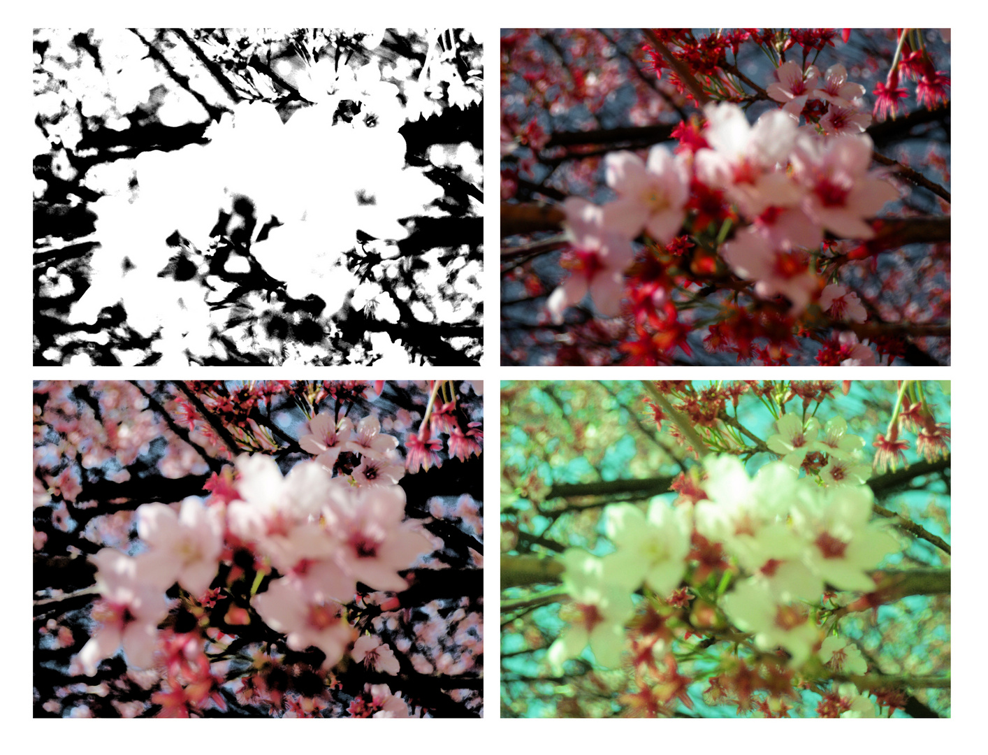 Vier Farben_Blumen