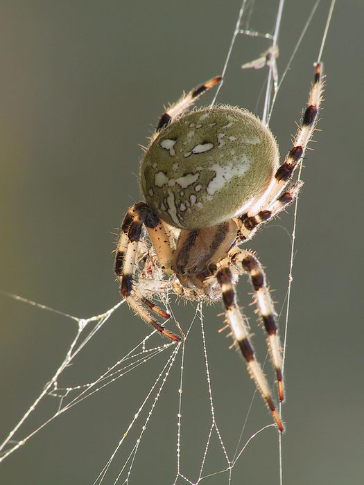 Vier-Fleckspinne im Gegenlicht